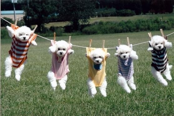 比熊老是不安分,比熊活泼乱跳不听话咋办