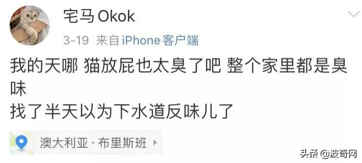 猫上了床有一股很臭的味道找不到,为什么猫的屁股碰到床单就臭