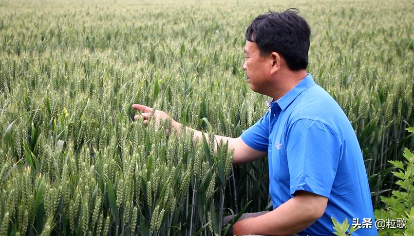 小麦用水溶肥提质增产,小麦防虫防病八合一高产水溶肥