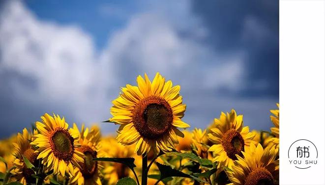 十二生肖之子鼠,“人人喊打”的老鼠为何排在第一位?