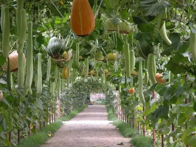 植物活力乳酸菌,植物乳酸菌的功效