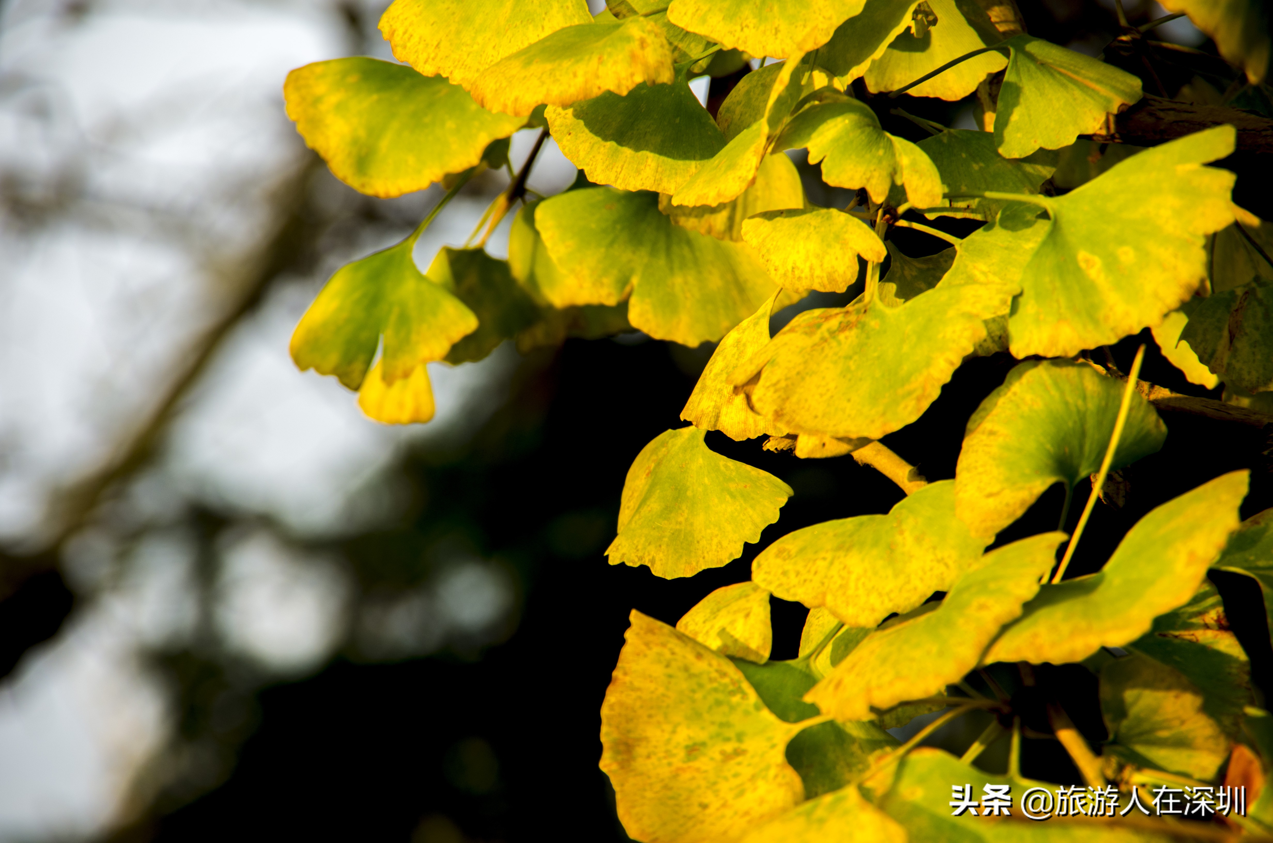 南雄看银杏一日游,去南雄看银杏叶哪里好看点