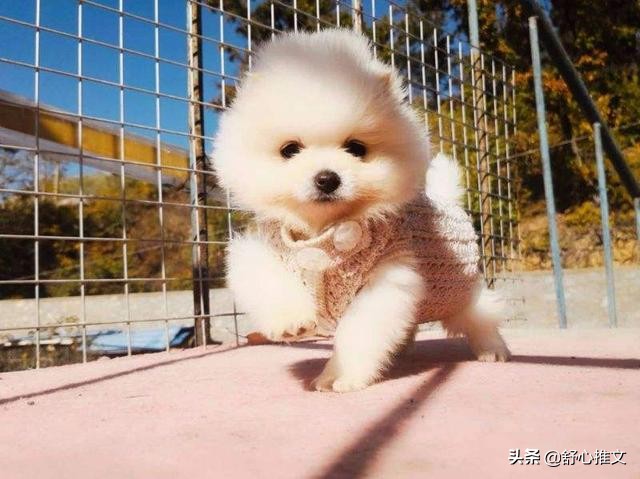 两个月的博美便便怎么那么臭,博美的便便特别臭