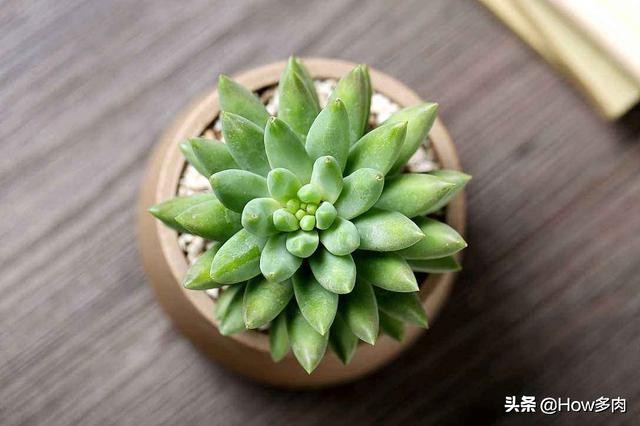 多肉千佛手夏季生长吗,千佛手多肉落叶了怎么办