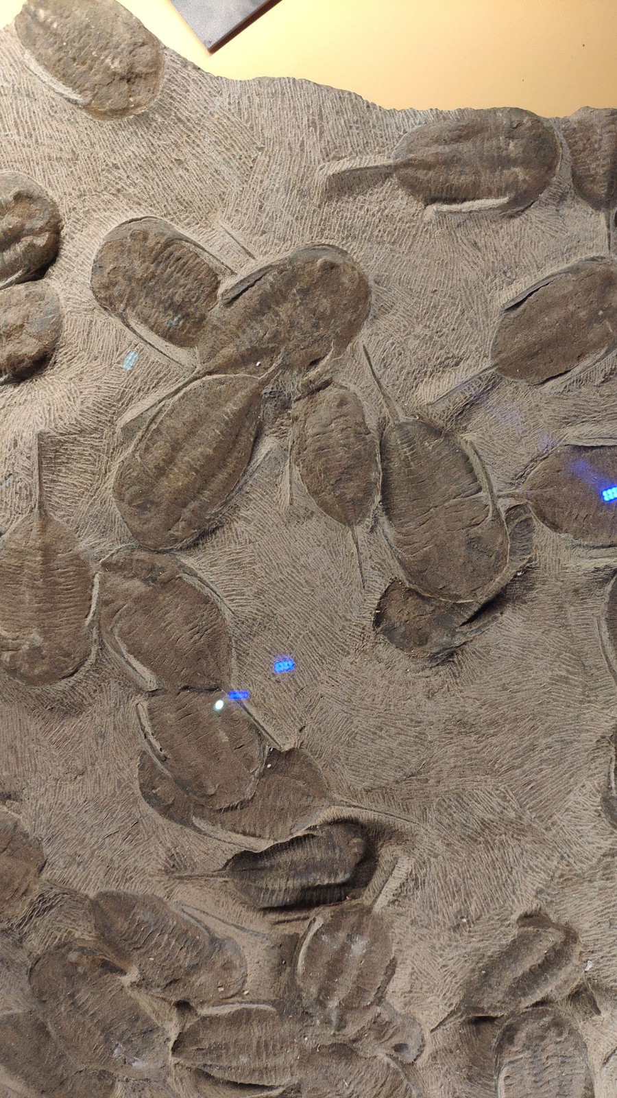 海洋博物馆带孩子游玩攻略,国家海洋博物馆最全攻略来了