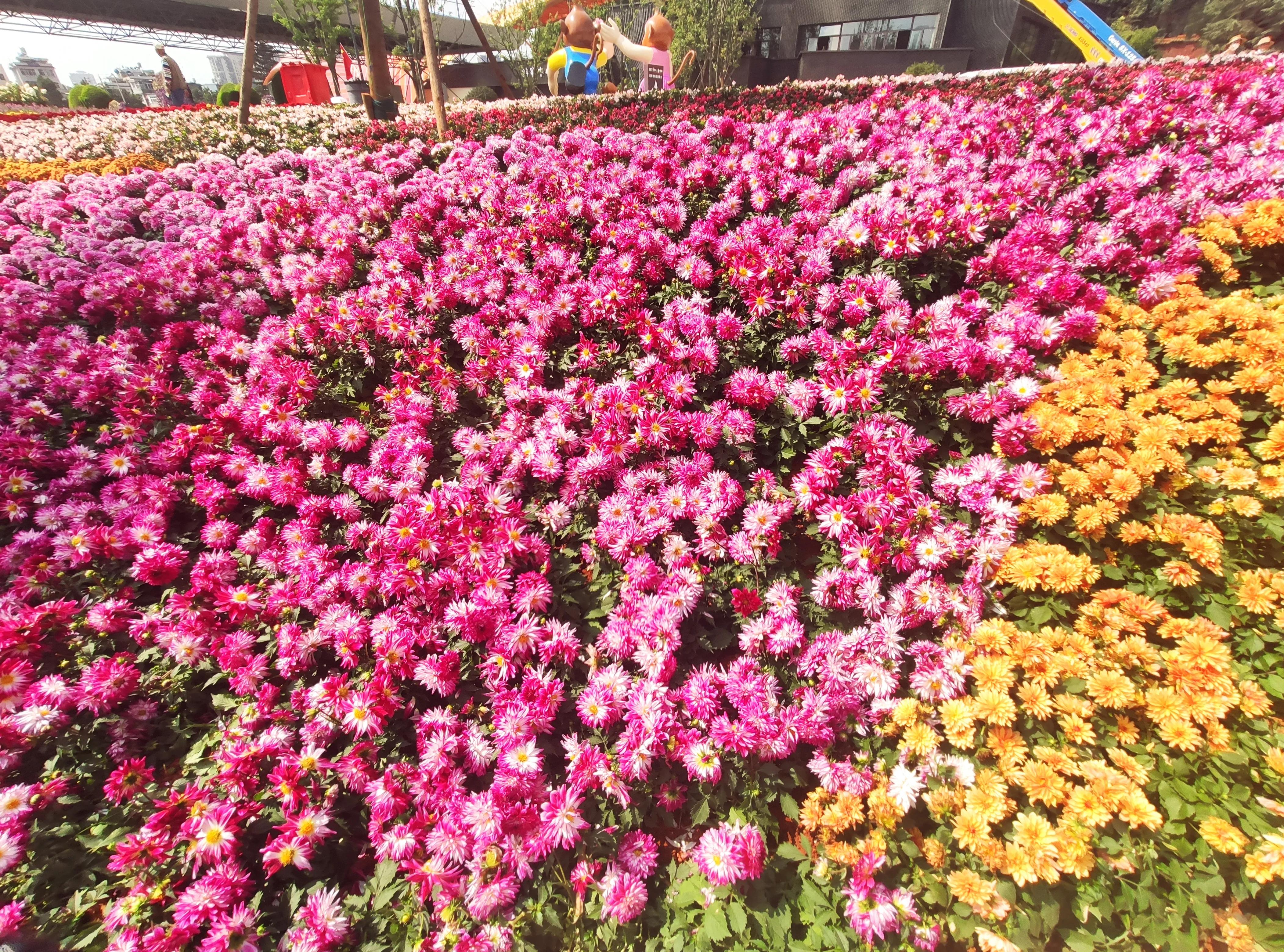 昆明世博园是免费参观的吗,第一次来昆明的感受