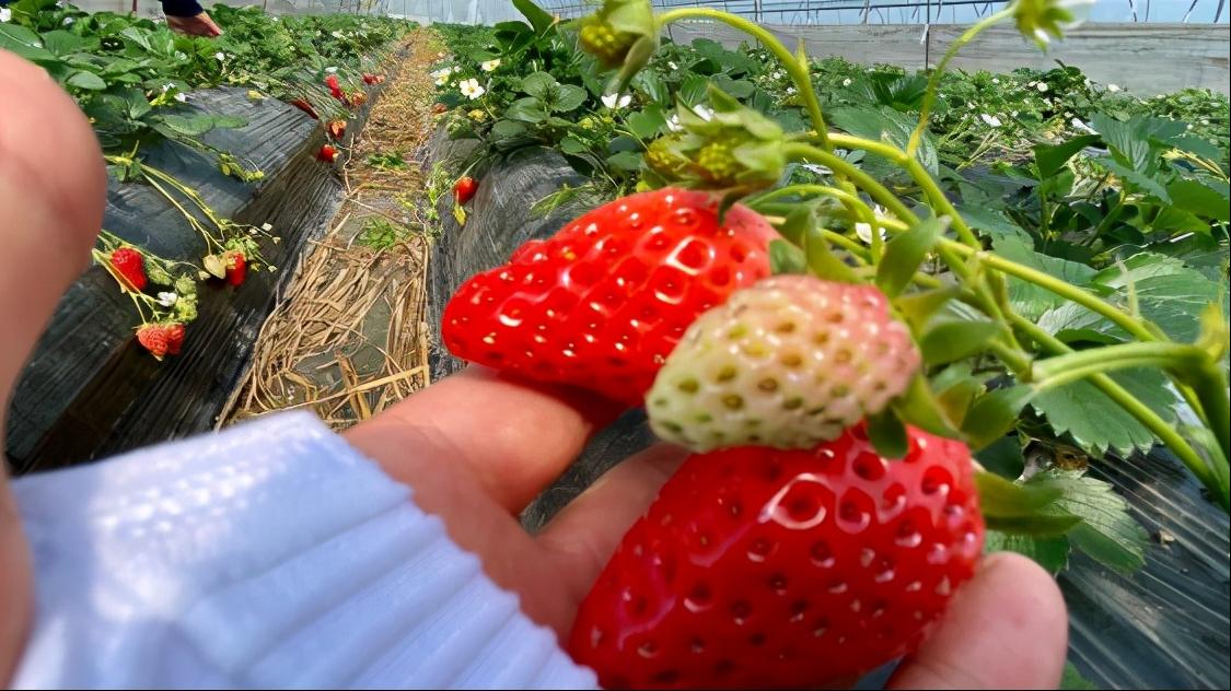 哪个草莓园的草莓便宜又好吃又大,上海新鲜草莓推荐
