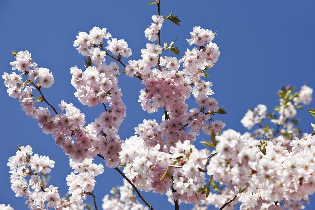 她做保姆的这些年豪门生活之八,她做保姆的这些年豪门生活之十四