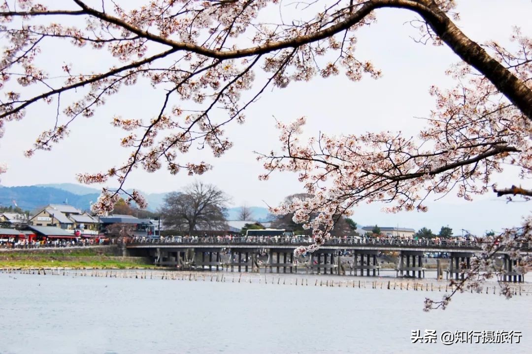 日本樱花季是八月几号,2020年日本樱花花期表