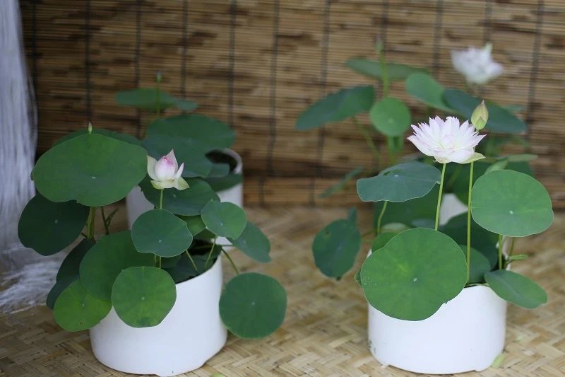 碗莲莲子种植方法全过程,用莲子种植碗莲