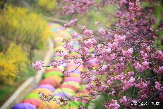 浪漫樱花校园,浪漫樱花视频