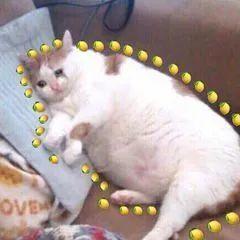 你们天天喊吃瓜吃瓜，那吃的这个瓜为什么是西瓜啊？