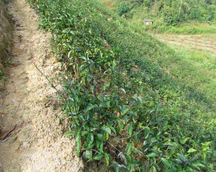 巴戟天和人工种植的区别,海南能够种植巴戟天吗