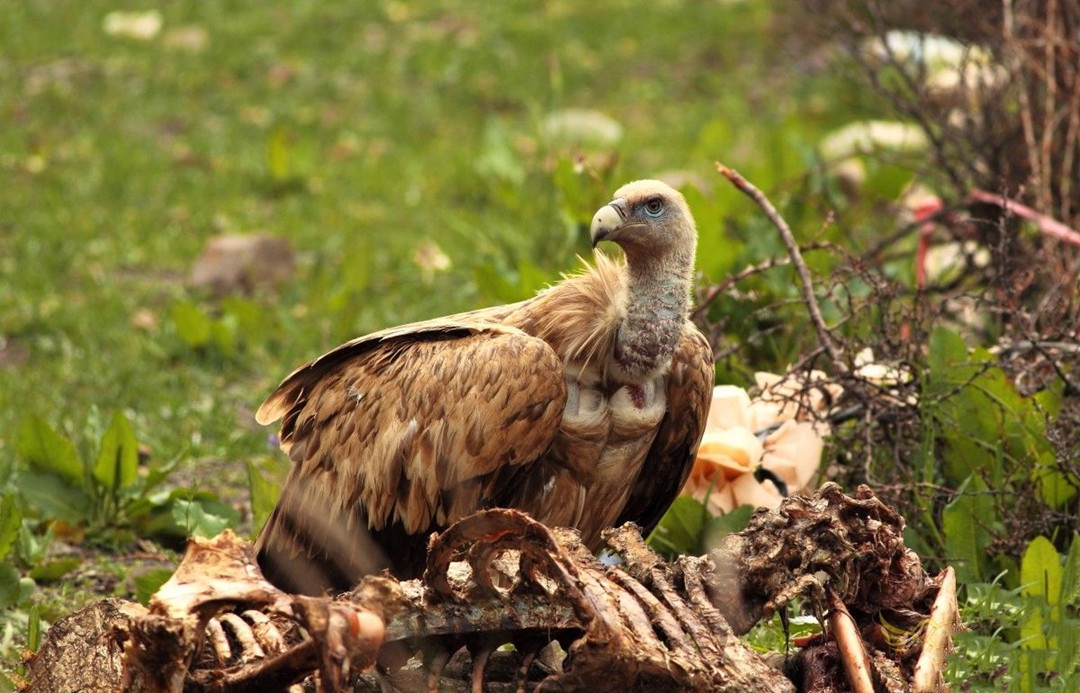 青海泽库公路现高山秃鹫,形象凶狠声誉差,却对伴侣忠贞不二