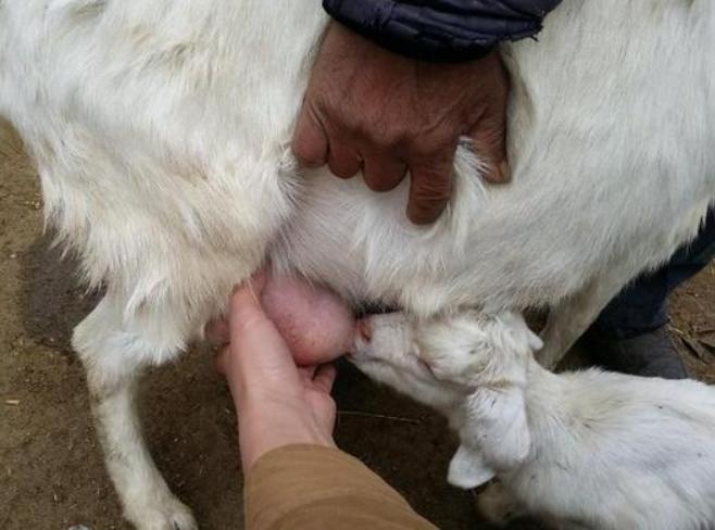 母羊奶水不够小羊羔补充纯奶,母羊奶水特别粘稠怎么处理
