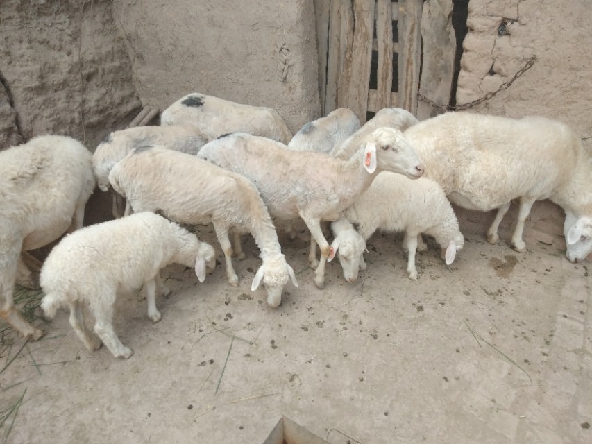 农村养几只羊最合适,农村家里养十几只羊可以吗