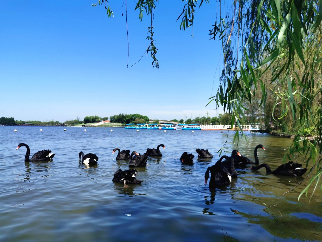上海城隍庙豫园全部风景,上海城隍庙附近好玩的景点推荐