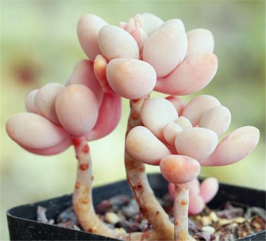 多肉艾伦怎么控养,艾伦多肉夏天怎么浇水