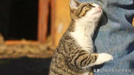 如何让猫咪快速喜欢上你,如何让猫咪喜欢你萌宠指南