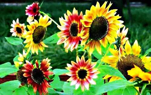 向日葵种子什么品种最好,向日葵哪种是可食用品种