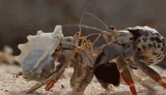 BBC最棒8部纪录片，强烈推荐孩子暑假看