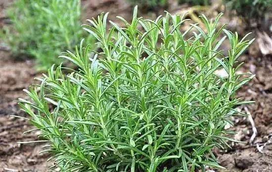 姘ㄥ熀閰稿噣閫忕編鐧芥磥闈钩鐩存挱,姘ㄥ熀閰告场娌礂闈㈠ザ缇庣櫧鐩存挱