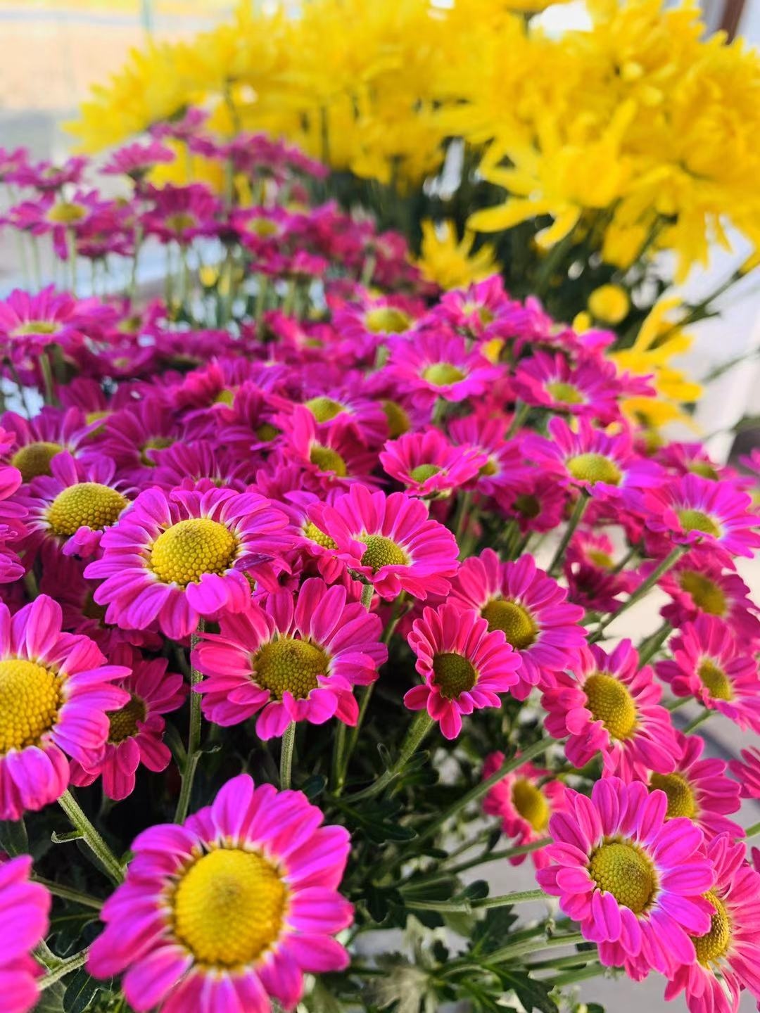 开封通许39届菊花文化节开幕式,2022年开封菊花文化节开幕式