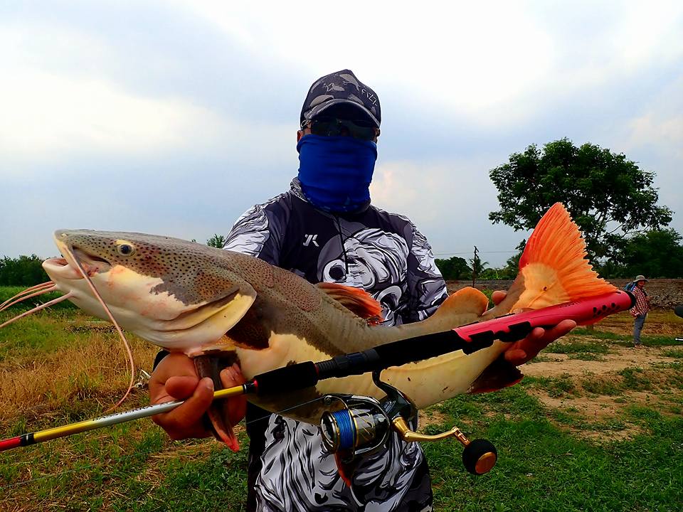 红尾鲶厉害吗,李大毛钓红尾鲶