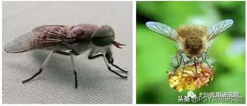 苍蝇会不会把非洲猪瘟传给猪?