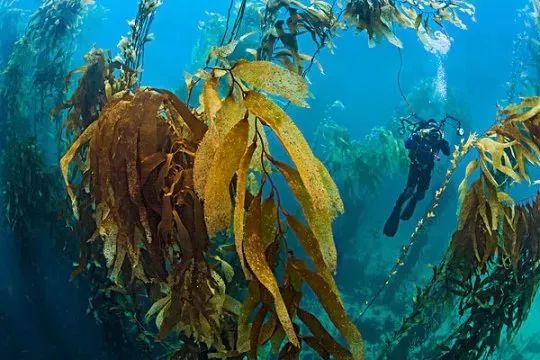 深海四十噚褐藻面霜怎么用,unichi深海四十噚面霜测评