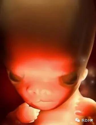 孕期胎儿成长图鉴,孕期胚胎成长图片