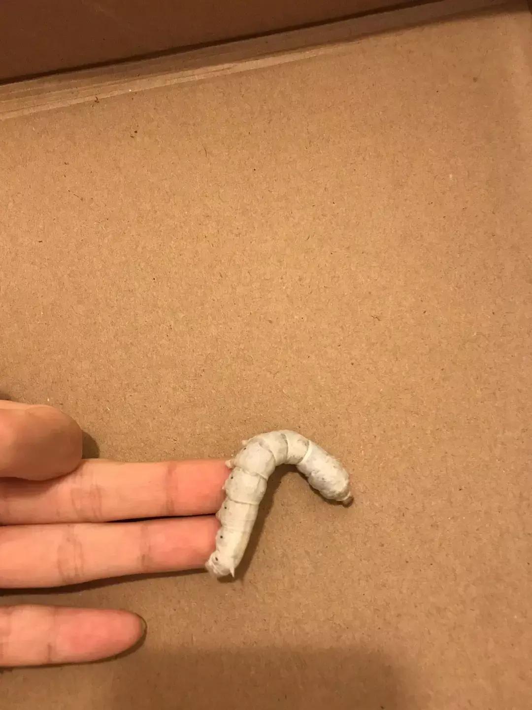 蚕宝宝你在养吗,蚕宝宝养的过密会死吗