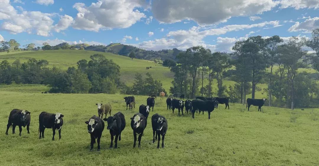 明洞王妃家团购套餐,明洞王妃家烤肉爱琴海店泰安