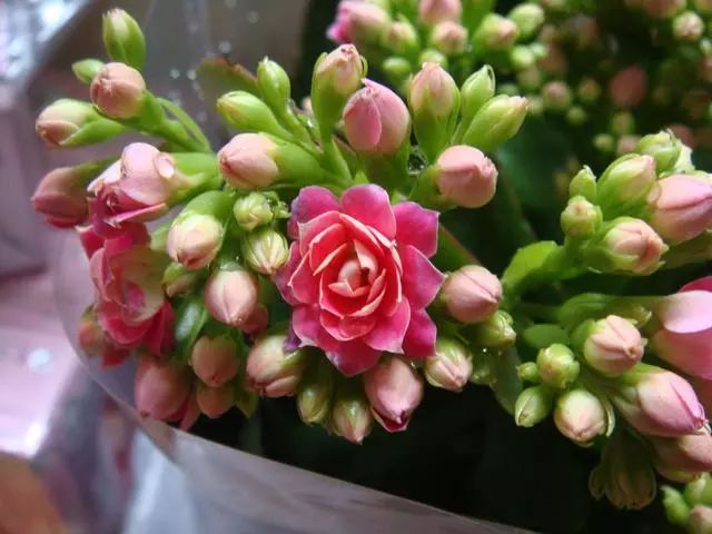 阿司匹林浇花适应哪种花卉,阿司匹林浇花方法与注意事项