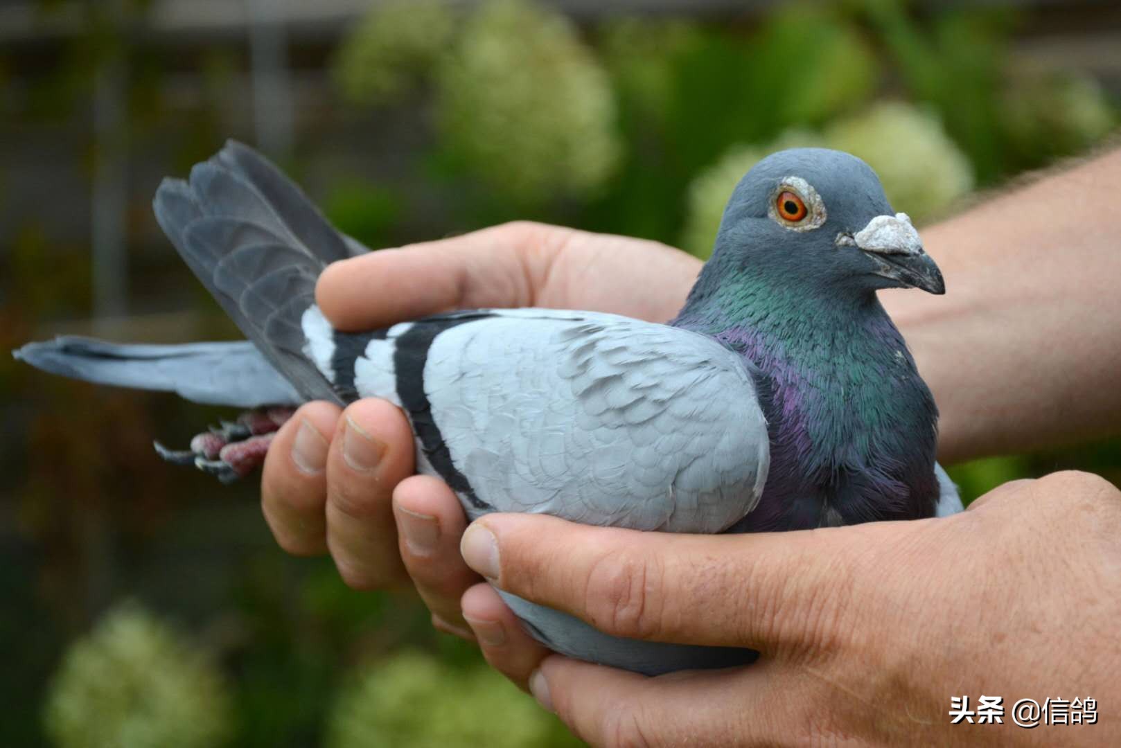 腺病毒潜伏期治疗方法,秋季赛鸽预防腺病毒注意事项