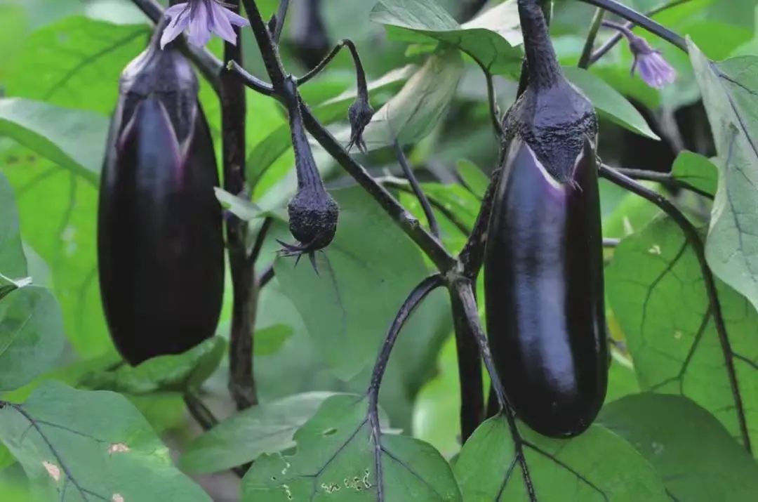 茄子虫害图片及症状,茄子虫害最佳治疗方法