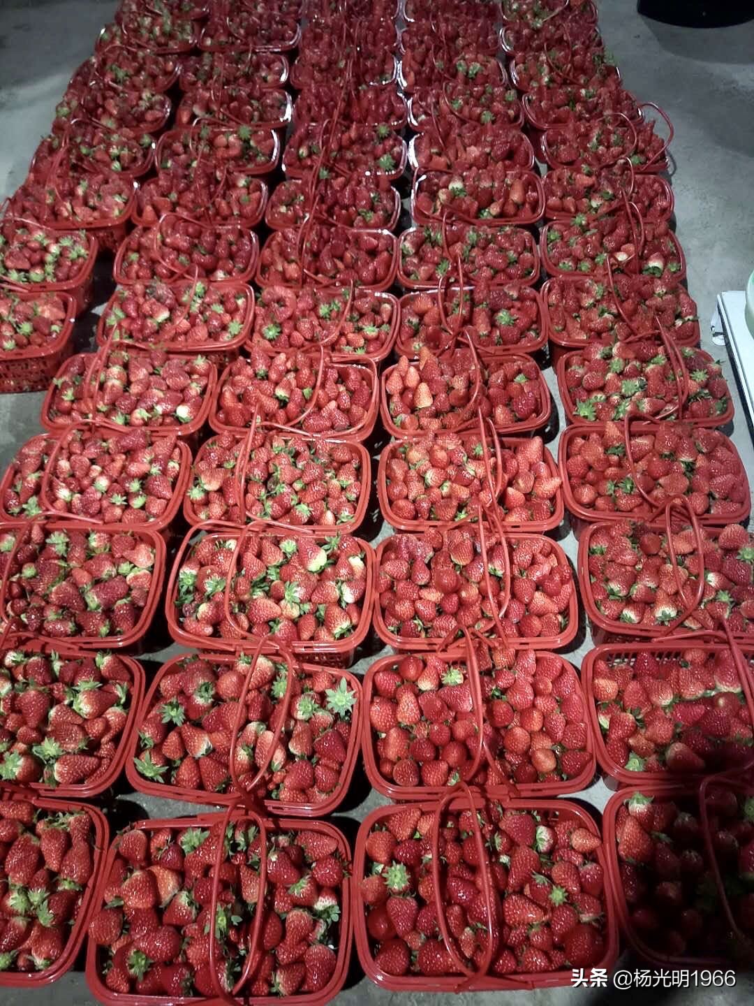 榛斾笢鍗楄嫍鏃忎緱鏃忚嚜娌诲窞鍑噷鑽夎帗 (鍑噷涓嬪徃鑽夎帗澶栭攢鎯呭喌)