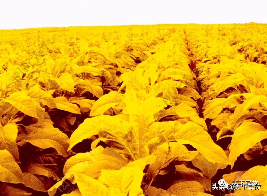 璧ゅ嘲璁板繂鍥剧墖,璧ゅ嘲璁板繂鐩綍