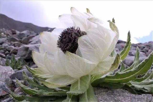 只生长在*疆新**和*藏西**的植物，拍卖价高达几十万，国家已经禁止采挖