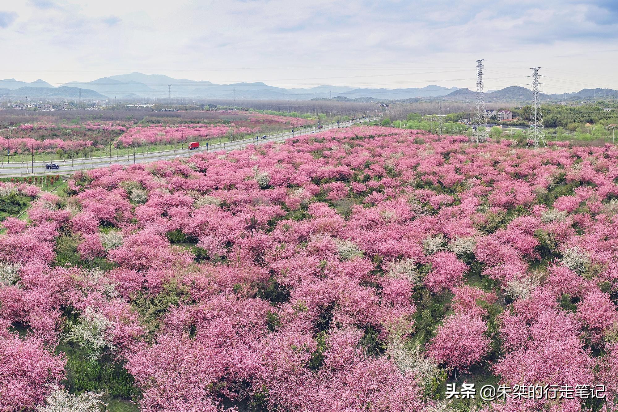 春日莫干山,莫干山春日茶会图片