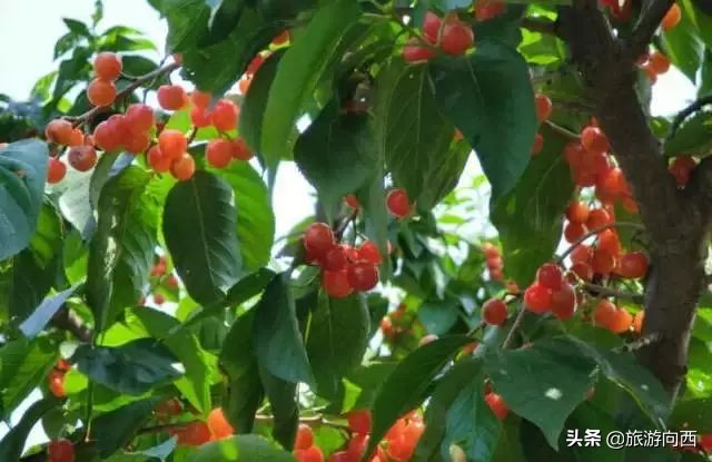 西昌周边摘樱桃的地方,西昌摘樱桃网红地