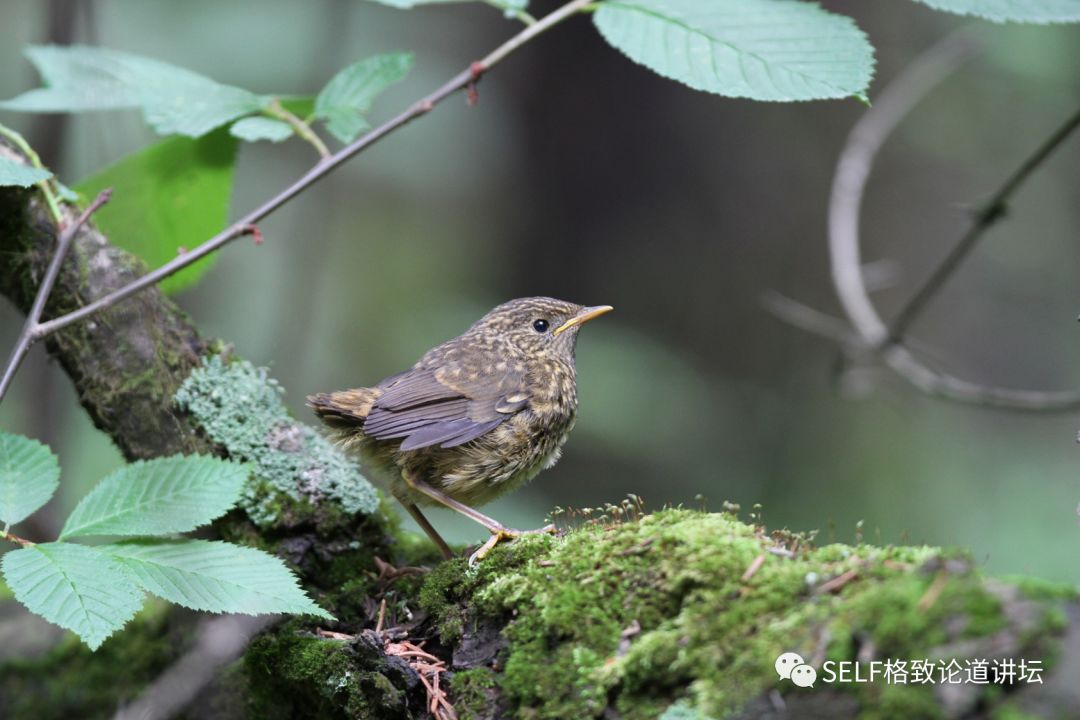 科学家如何观察植物,鸟类的研究方法