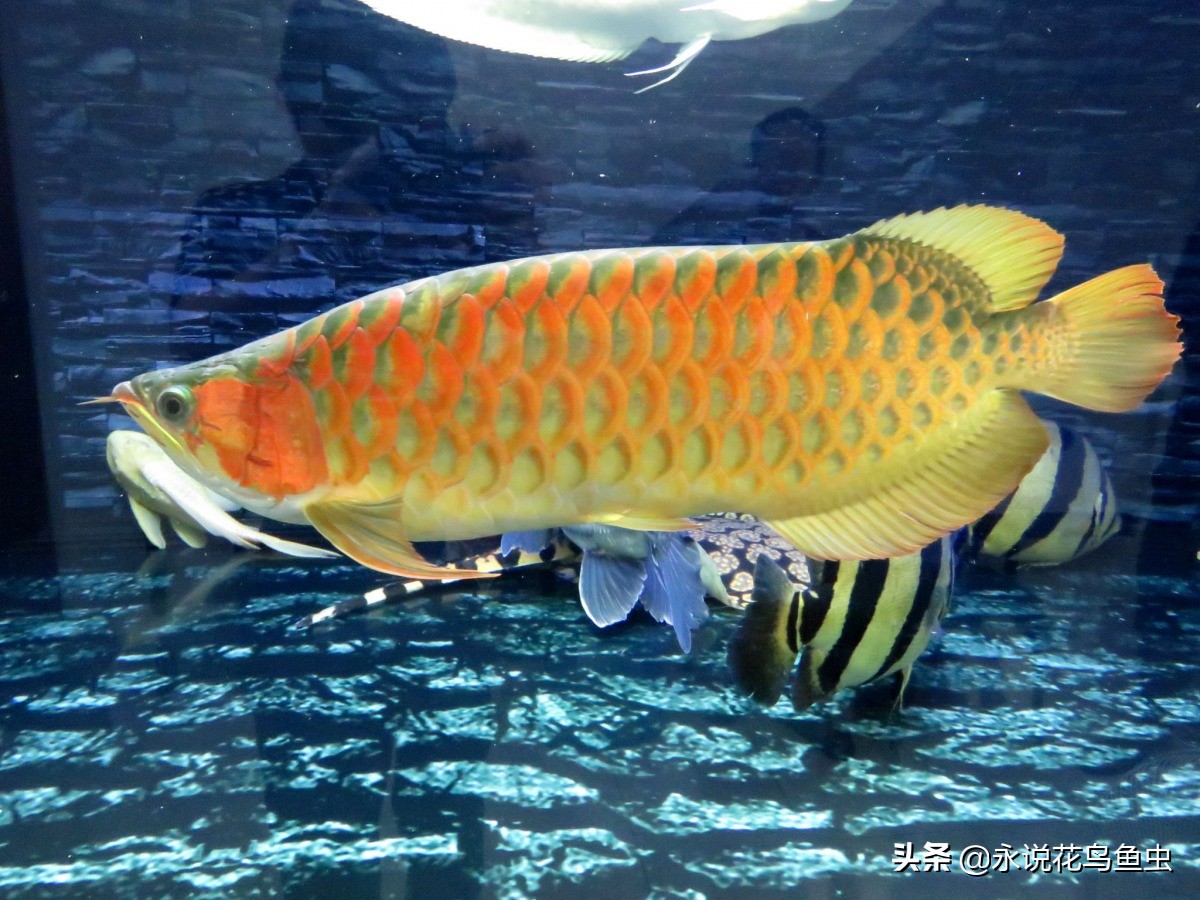 饲养红龙有蛋白虫应该怎么处理,饲养红龙蜈蚣的湿度需要多少