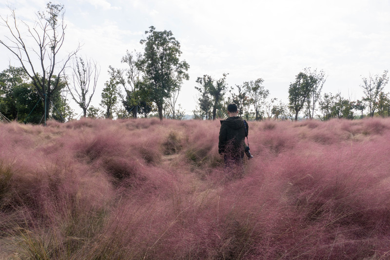 森林麋鹿公园,森林麋鹿