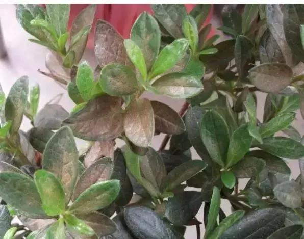 白天浇花花叶变黄,用什么方法养花叶子黄