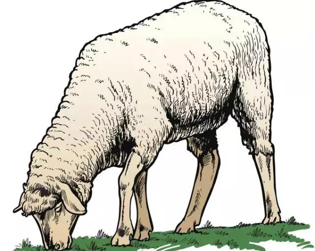 描写动物的好词佳句和片段作文,描写动物的作文句子段落摘抄大全