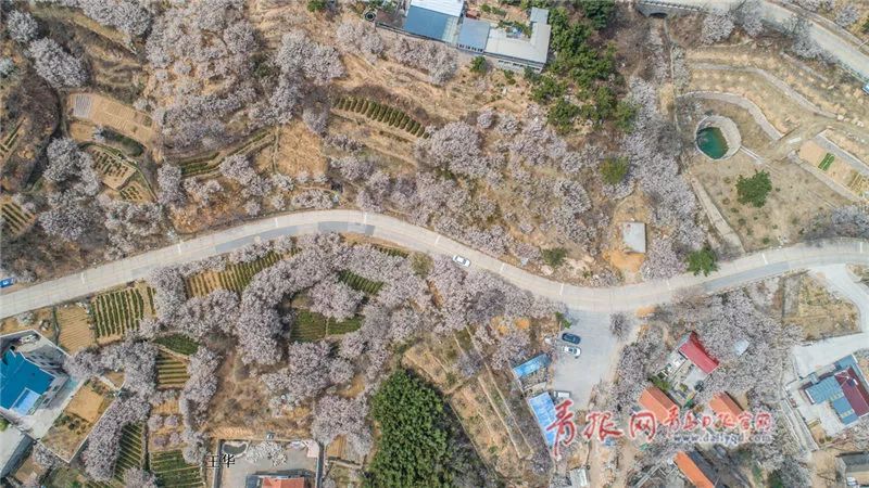 樱桃花海游玩攻略,青岛樱桃花海在哪