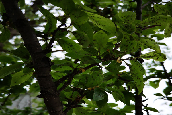 李树长了白色小虫怎么办,李树干长虫子怎么办