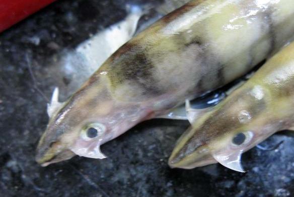 这七种食物你一定要吃,十种必吃的超级食物