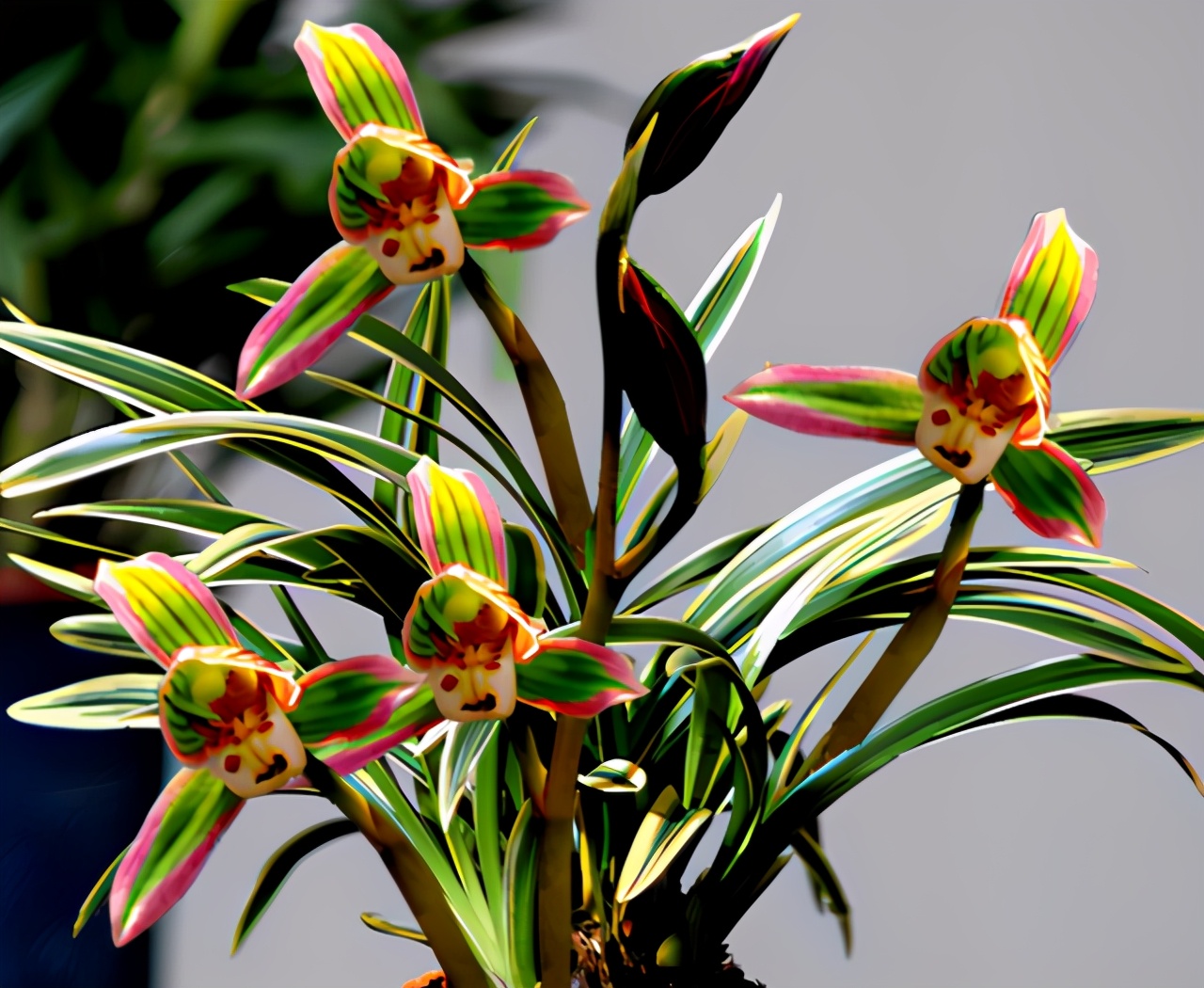 兰中极品“帝王妃”，花开双色，兰香浓郁，极具帝王气息